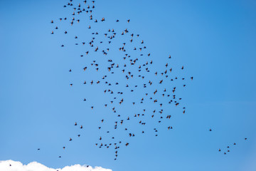 many birds are flying against the blue sky and clouds