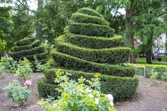 Hedge in a park