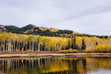 Aspen Grove with Yellow Leaves Reflecting in an Alpine Lake in Fall in Utah Mountains
