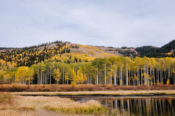 Aspen Grove with Yellow Leaves Reflecting in an Alpine Lake in Fall in Utah Mountains