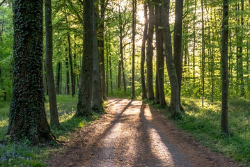 Enchanted Forest with Magical Light