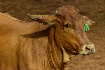 Brown Cattle