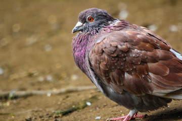 pigeon