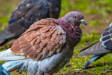 pigeon