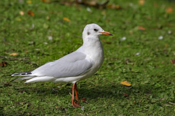 gull