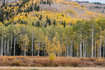 Aspen Grove with Yellow Leaves in Fall in Utah Mountains