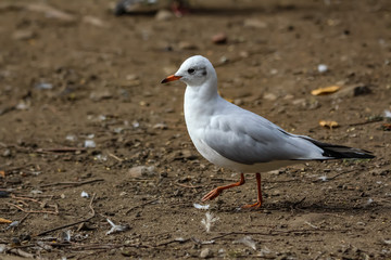 gull