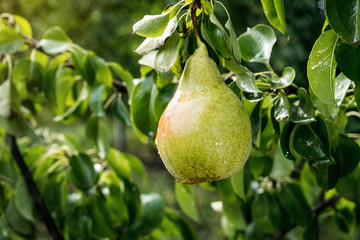 Tasty young healthy organic juicy pears hanging on a branch