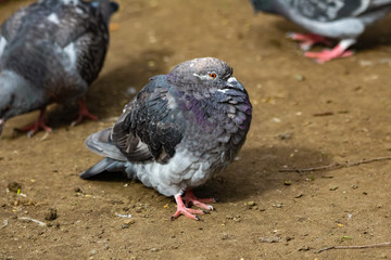 pigeon