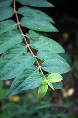 Blätter,blatt, green, natur, pflanze, insecta, baum, makro, garden, sommer, dragonfly, frühling, wasser, dew, grashüpfer, close up, ast, rain, gras, tier, badgered, bonbons, 