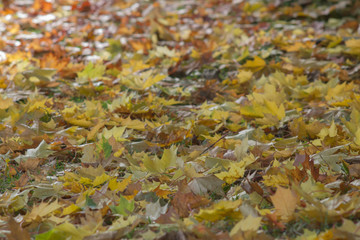 fallen maple leaves on the grass. abstract autumn background with perspective view and soften contrast