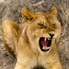 Calamitous Yawn