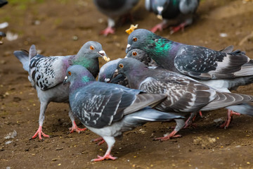 pigeons