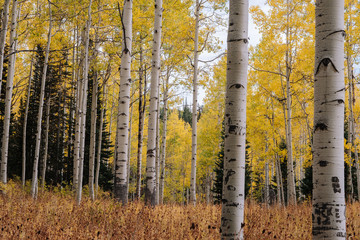 Grove Details of Aspen Trees with Yellow Leaves in the Fall in Utah