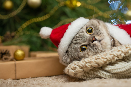 New Year, Christmas cat in Santa hat and costume on the background of a Christmas tree and lights