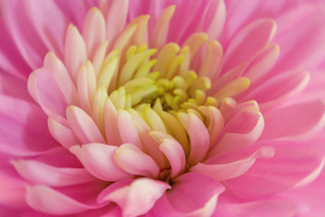 Beautiful pink chrysanthemum, close-up. flowers light lilac