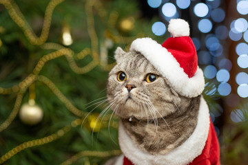 New Year, Christmas cat in Santa hat and costume on the background of a Christmas tree and lights
