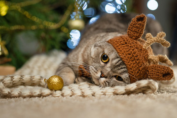 New Year, British Christmas cat in a deer hat, Rudolph on the background of a Christmas tree and...