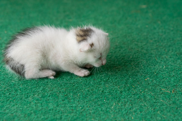 Newborn white and gray kitten on a green carpet. White cat newborn