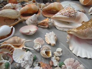 seashells on a blue background
