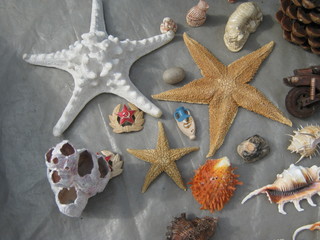 starfish and sea shells
