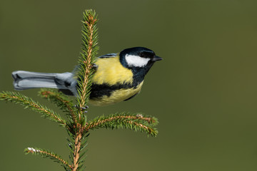 Great tit, Parus major