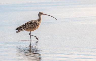 Long-billed curlew at Moss Beach State Park, Moss Beach, California