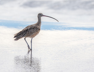 Long-billed curlew at Moss Beach State Park, Moss Beach, California