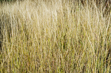 Dry grass on a sunny day background texture