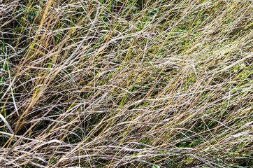 Dry grass on a sunny day background texture