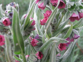 red tulips in the garden