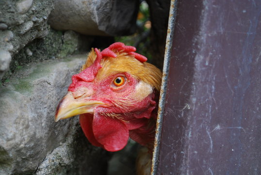 Poulet aux yeux flamboyants 