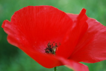 Fototapeta premium Coquelicot rouge éclatant