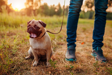 Master walking pug dog in autumn forest. Happy puppy sitting on grass by man's legs. Dog resting