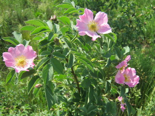 Fototapeta premium pink flowers in the garden