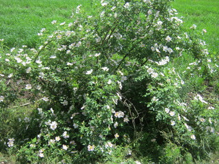 flowers in the garden