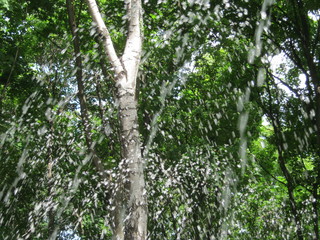 tree in forest