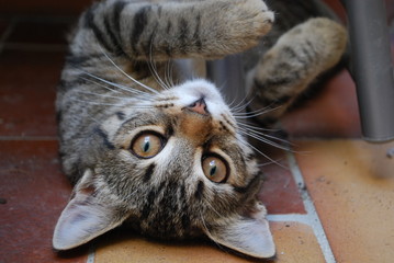Petit chat joueur couché mignon