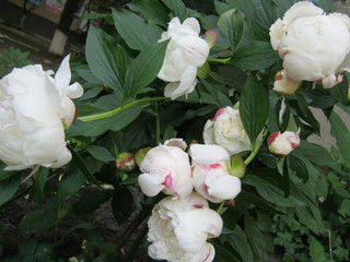 bouquet of flowers