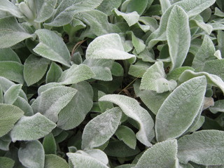 green leaves in water