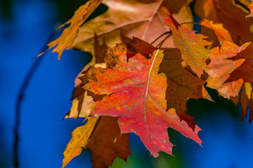 autumn leaves on blue background