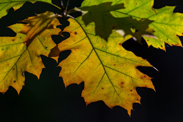 leaves on black background