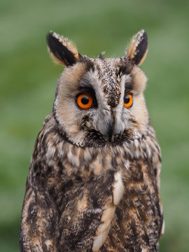 Waldohreule - Portrait