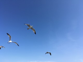Fototapeta na wymiar Gulls in the Bosphorus Strait