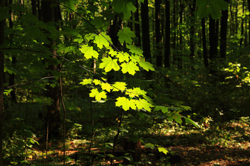 Fototapeta premium Maple leaves in the sunlight.