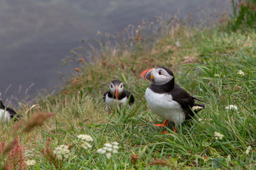 Pair of puffins in the grass