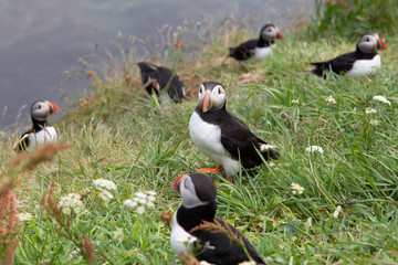 Group of Puffins