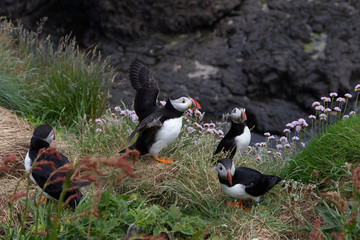 Puffin flapping wings.