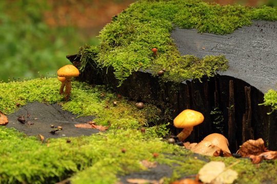 Forest mushrooms grebe on a stump covered with green moss.