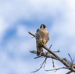 Peregrine falcon perched on tree at Pacific Ocean in Point Lobos State Reserve, Carmel, California